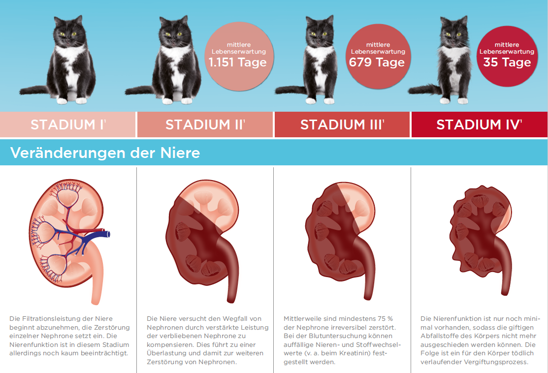 Stadien chronische Nierenerkrankung der Katze